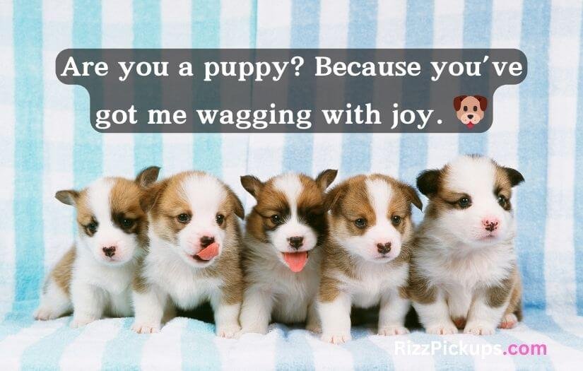 Animal Pick Up Lines