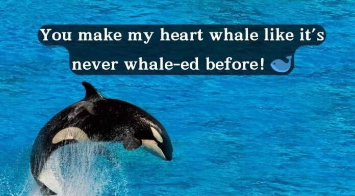 Whale Rizz Lines Whale Rizz Lines