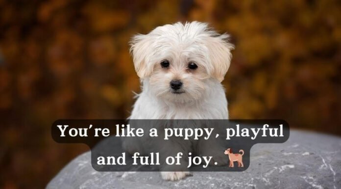 Animal Pick Up Lines Animal Pick Up Lines