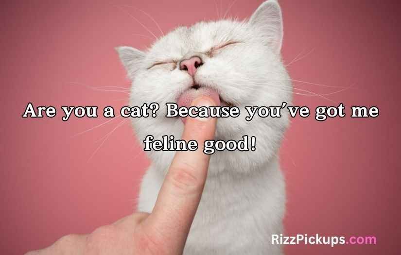 Cat Pick Up Lines