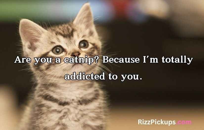 Cat Pick Up Lines
