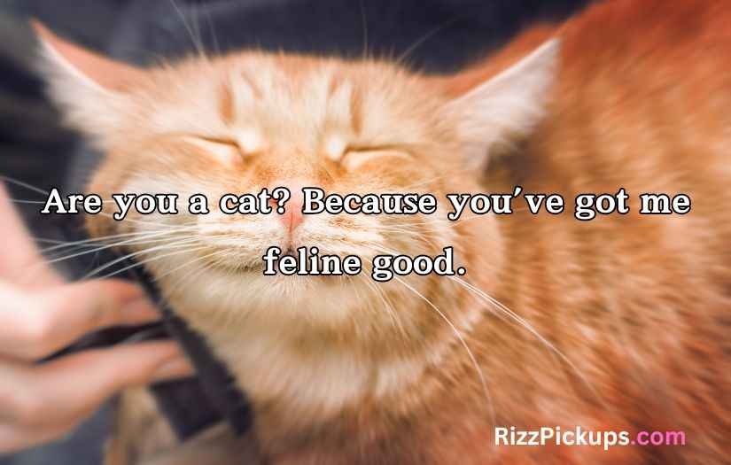 Cat Pick Up Lines
