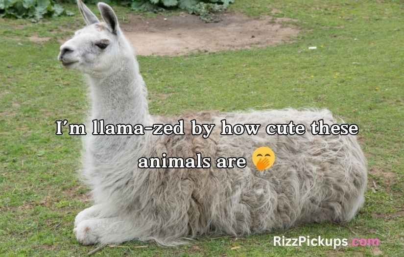 Llama Puns and Jokes