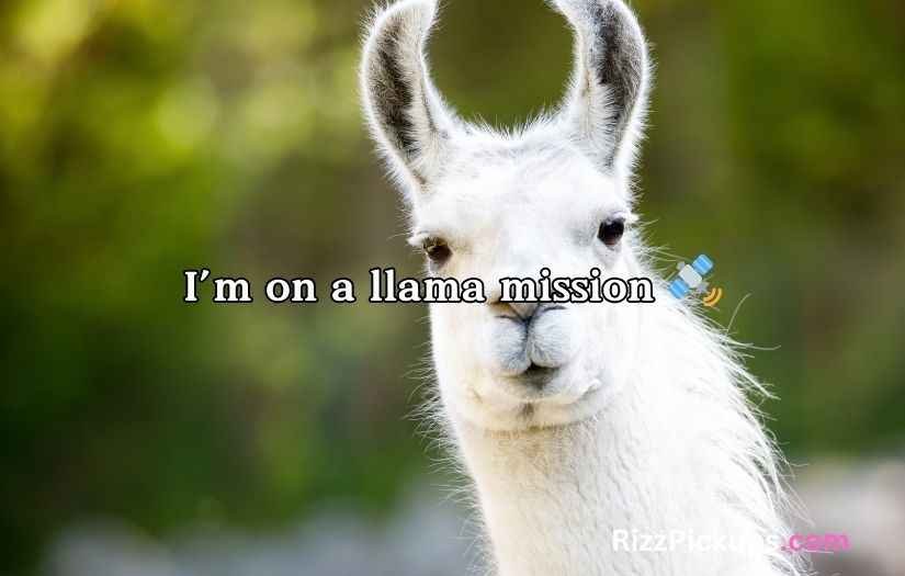 Llama Puns and Jokes