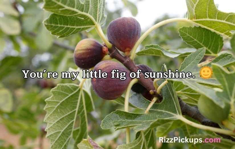 Fig Puns and Jokes