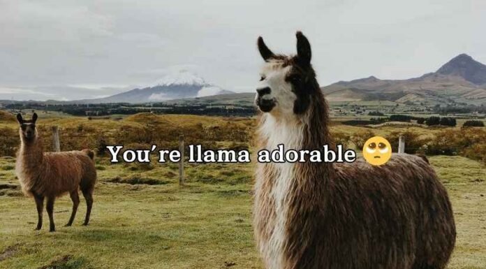 Llama Puns and Jokes Llama Puns and Jokes
