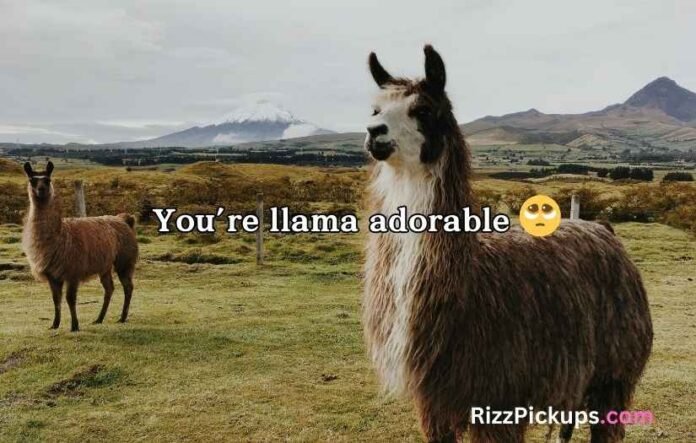 Llama Puns and Jokes