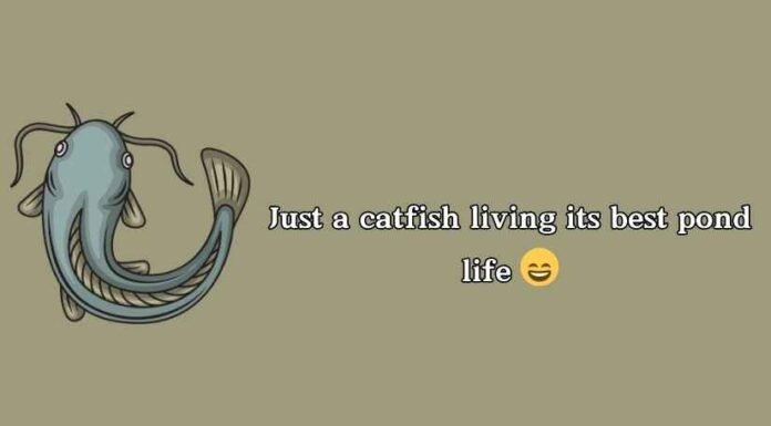 Catfish Puns and Jokes Catfish Puns and Jokes