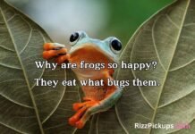 Frog Puns and Jokes Frog Puns and Jokes