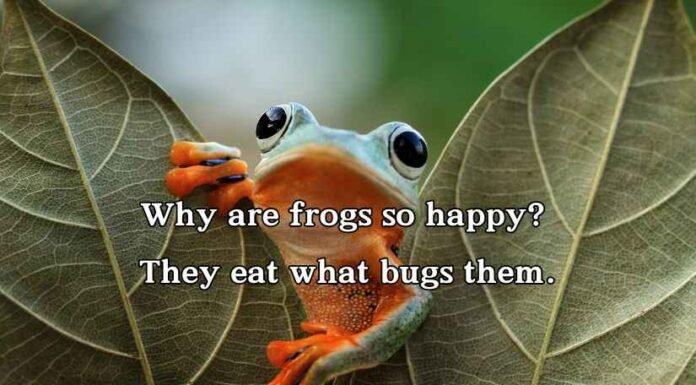 Frog Puns and Jokes Frog Puns and Jokes