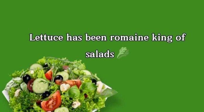 Salad Puns Salad Puns
