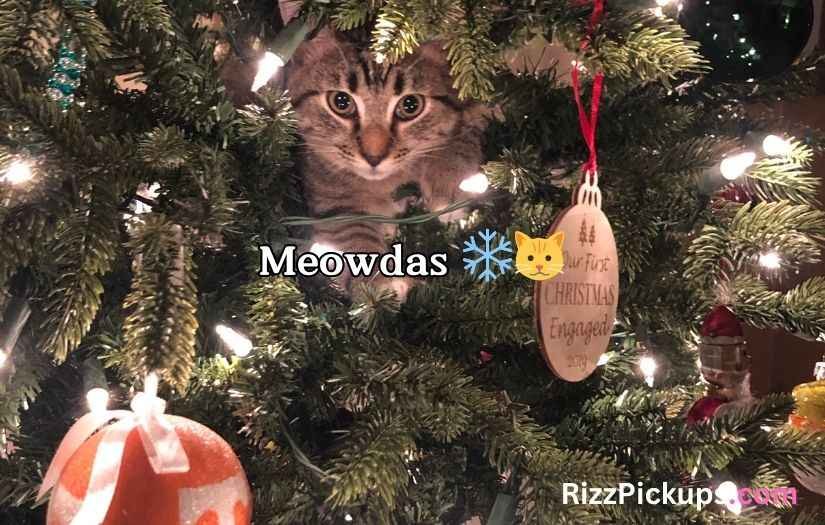 Christmas Cat Puns