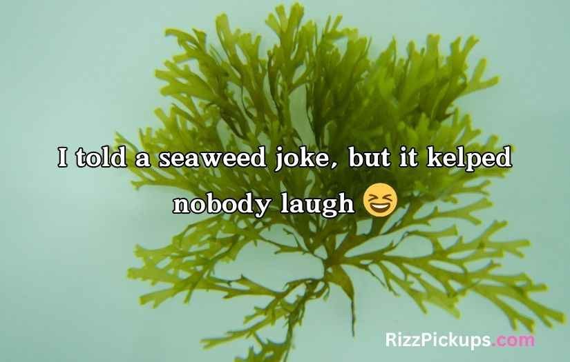 Seaweed Puns And Jokes