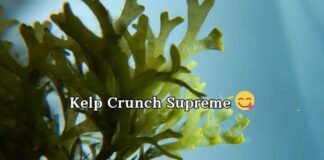 Seaweed Puns And Jokes Seaweed Puns And Jokes