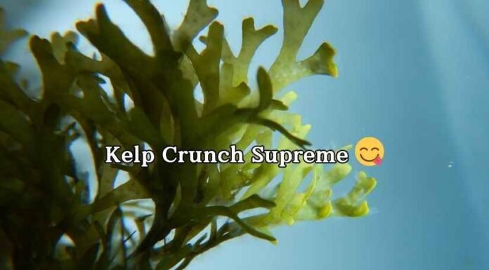 Seaweed Puns And Jokes Seaweed Puns And Jokes