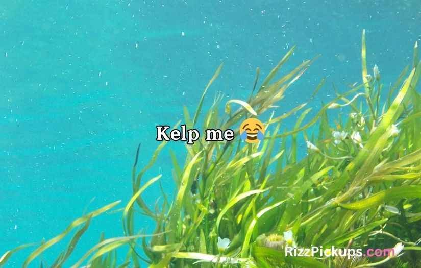 Seaweed Puns And Jokes