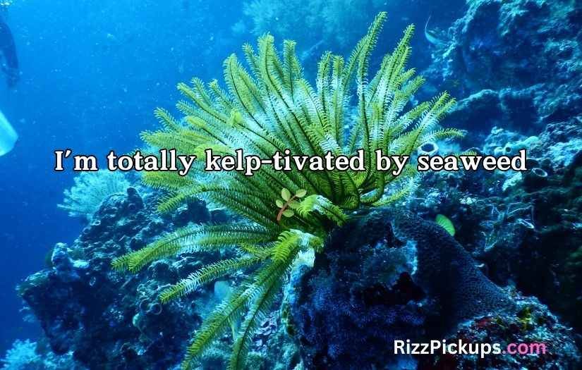 Seaweed Puns And Jokes