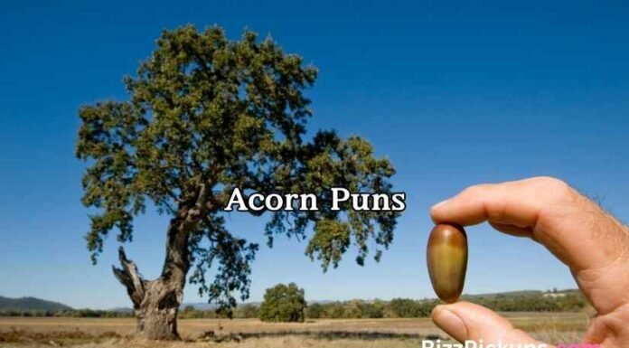 Acorn Puns Acorn Puns