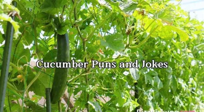 Cucumber Puns and Jokes Cucumber Puns and Jokes