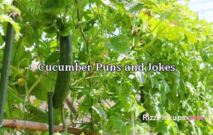 Cucumber Puns and Jokes