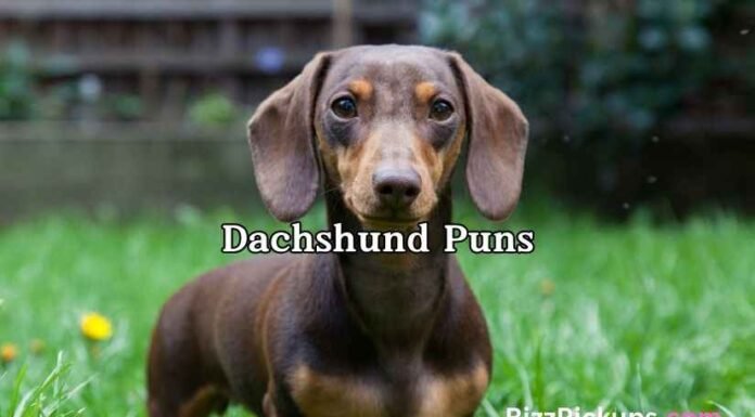 Dachshund Puns Dachshund Puns