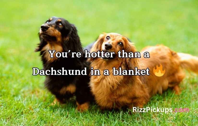 Dachshund Puns