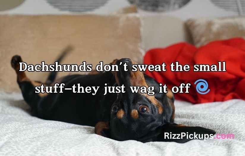 Dachshund Puns