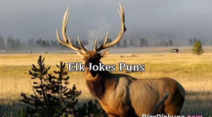 Elk Jokes Puns Elk Jokes Puns