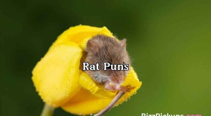 Rat Puns Rat Puns