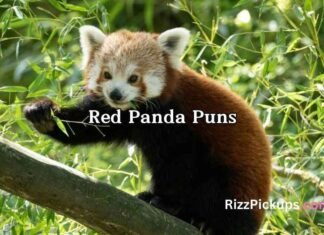 Red Panda Puns Red Panda Puns