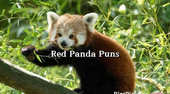 Red Panda Puns Red Panda Puns
