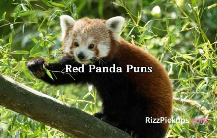 Red Panda Puns