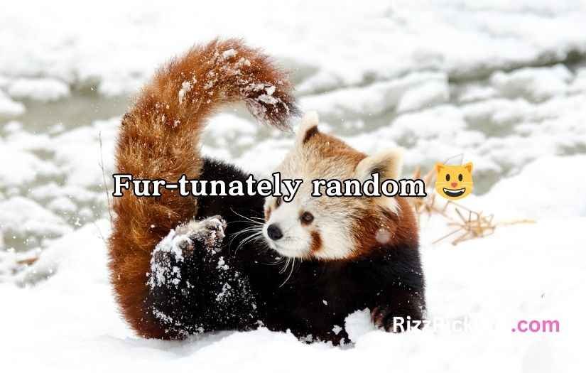Red Panda Puns
