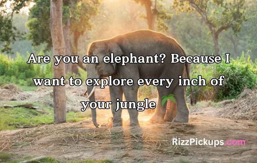 Best Elephant Pick Up Lines And Rizz