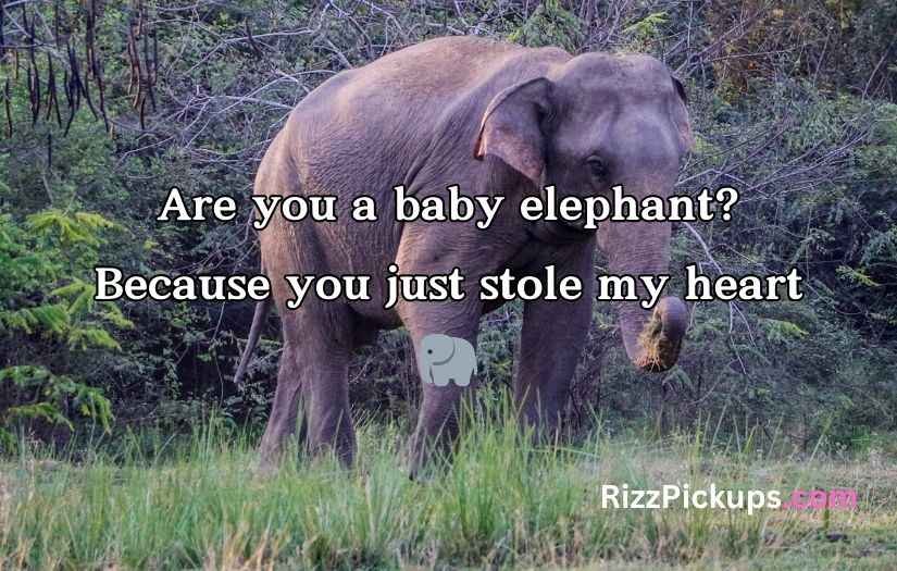 Best Elephant Pick Up Lines And Rizz