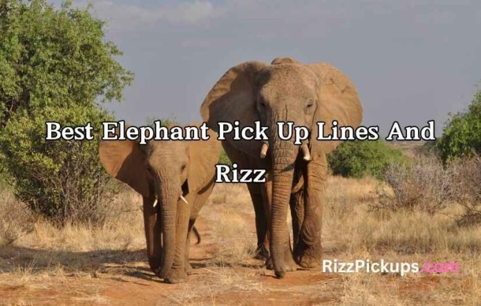 Best Elephant Pick Up Lines And Rizz Best Elephant Pick Up Lines And Rizz
