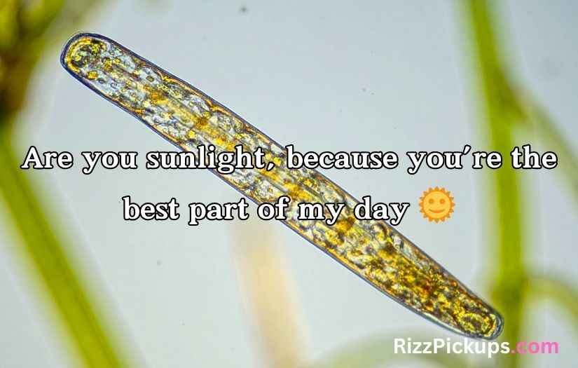 Chloroplast Pick Up Lines