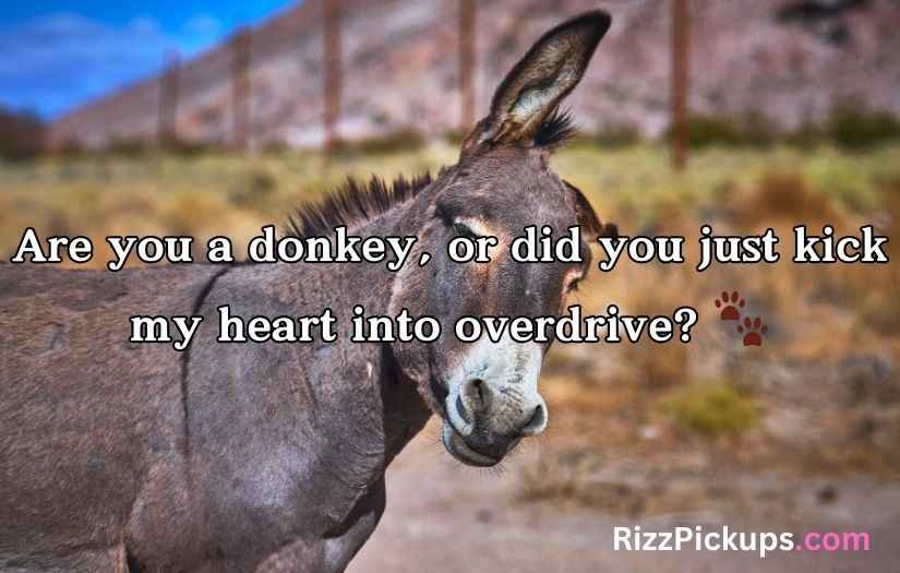 Donkey pick up lines