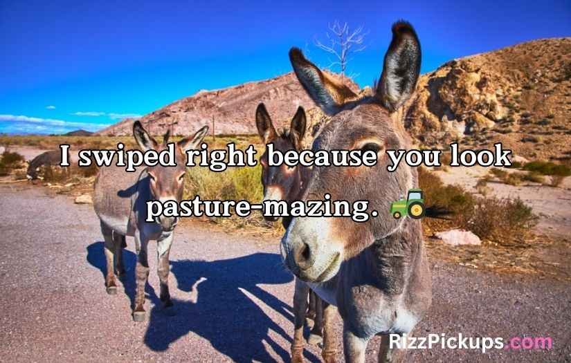 Donkey pick up lines