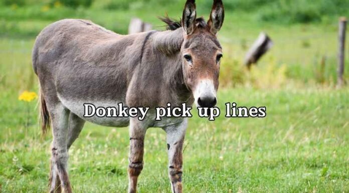 Donkey pick up lines Donkey pick up lines