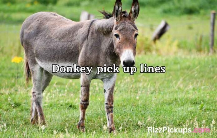 Donkey pick up lines Donkey pick up lines