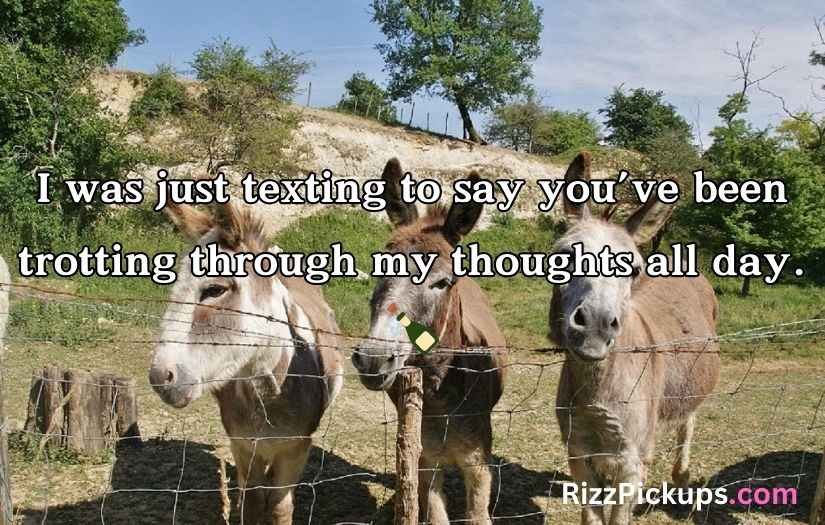 Donkey pick up lines