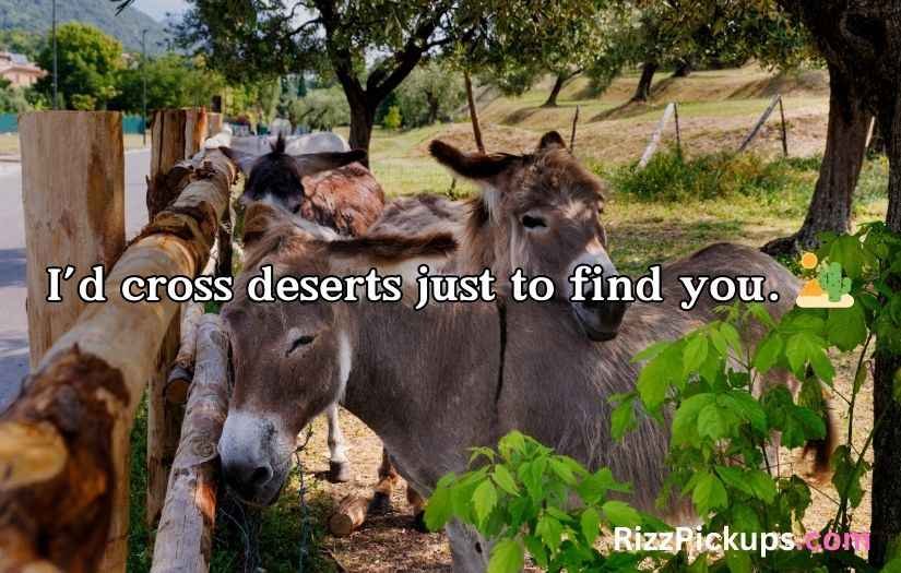 Donkey pick up lines