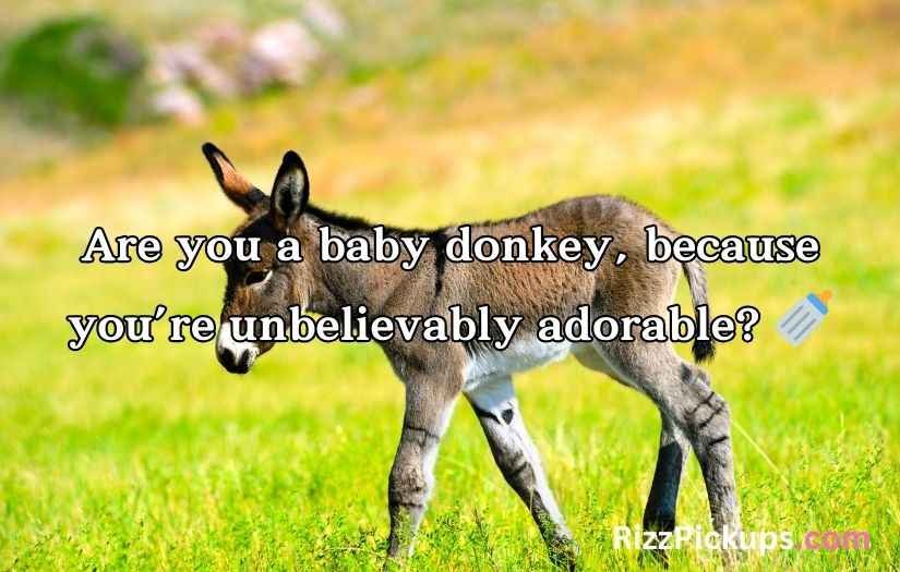 Donkey pick up lines