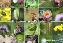 Biodiversity Rizz Lines Biodiversity Rizz Lines