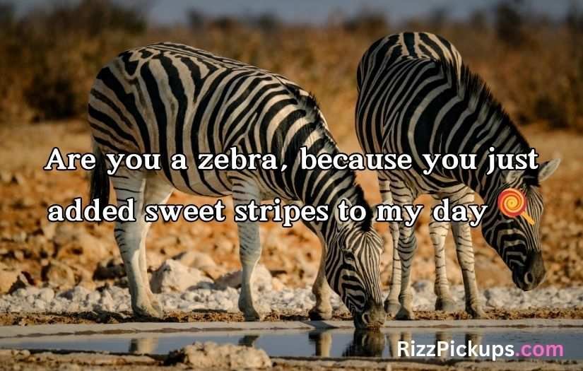 Zebra Pickup Lines