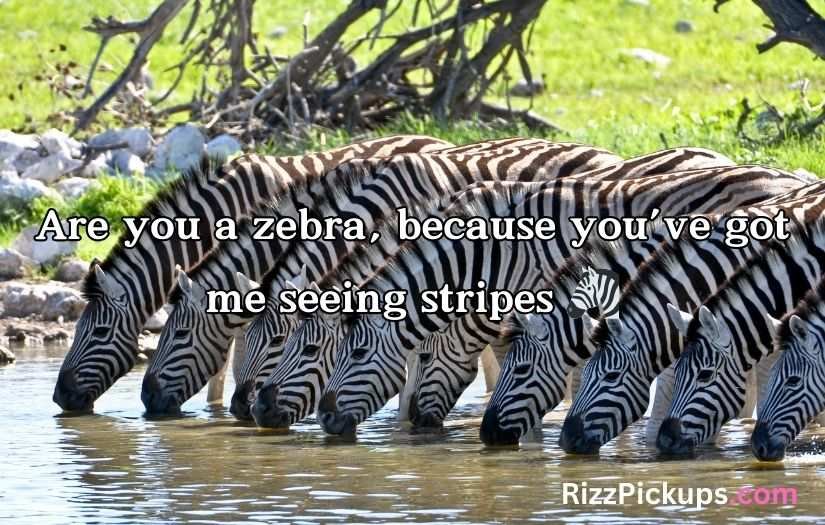 Zebra Pickup Lines