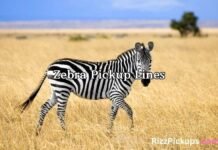 Zebra Pickup Lines Zebra Pickup Lines
