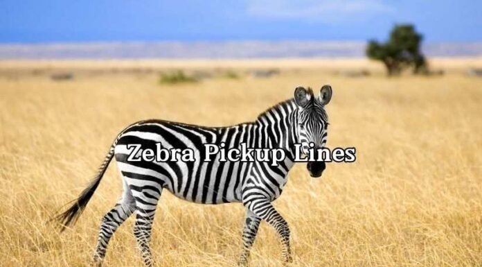 Zebra Pickup Lines Zebra Pickup Lines